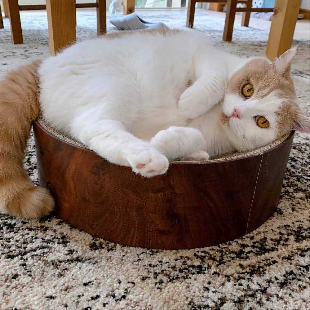 Cat Scratcher Bowl N7172