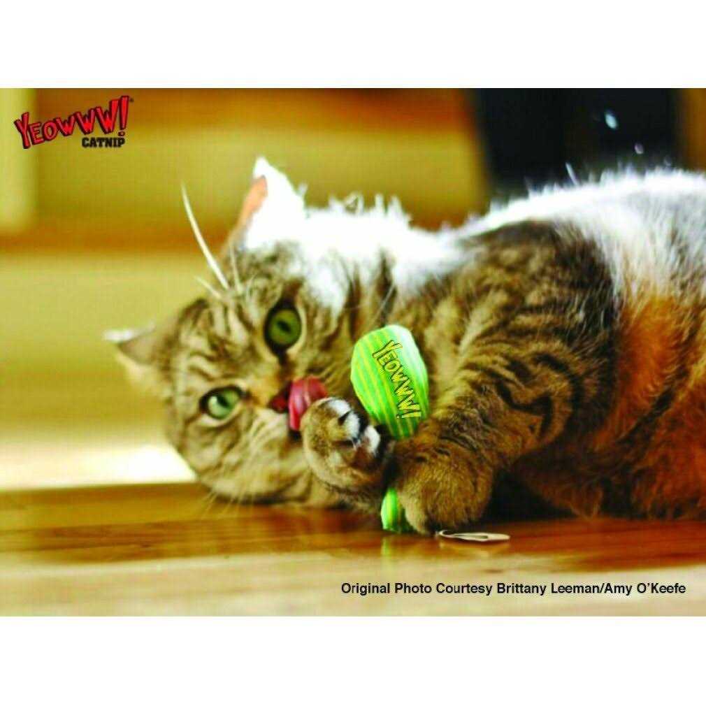 Catnip Sardines O7044
