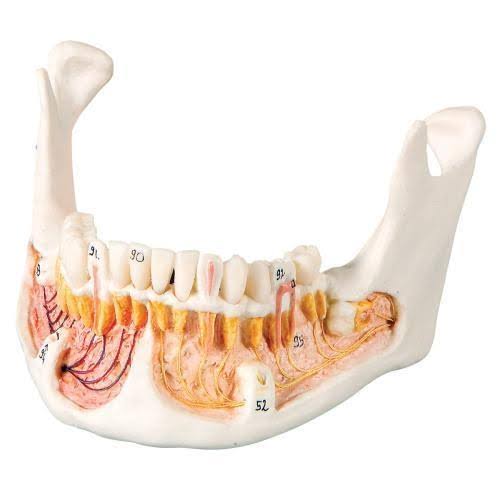 Classic Human Skull Model, Opened Lower Jaw T846