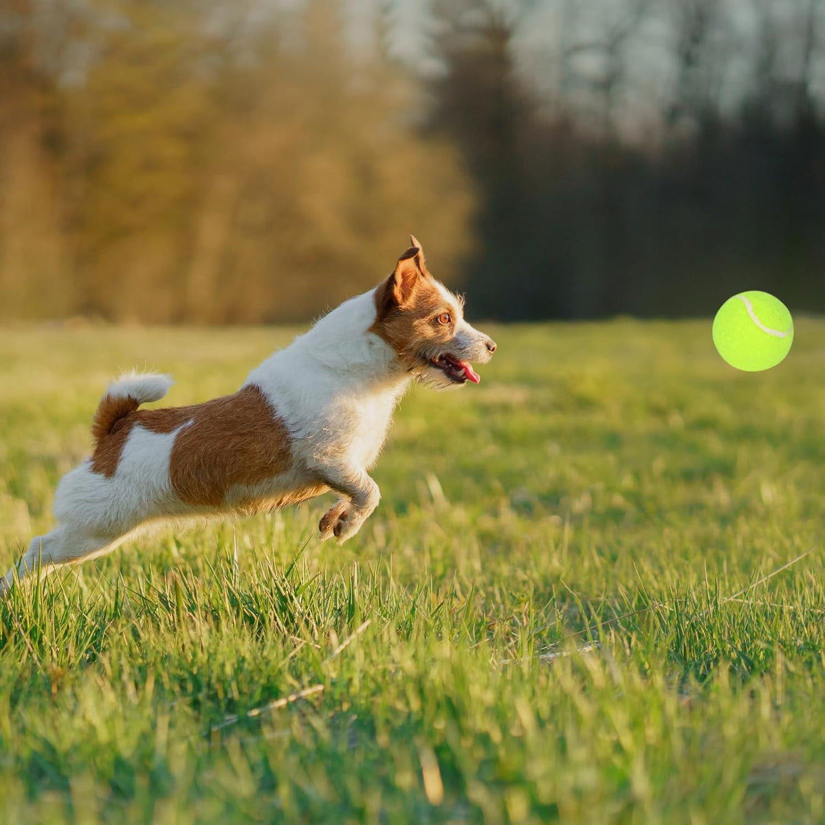 12 Pack 2inch Tennis Balls for Dogs C882466