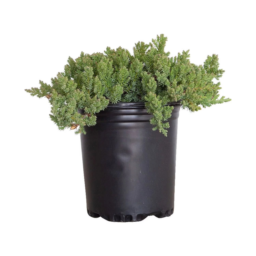2.5 Quart Blue Green Low Growing Evergreen Groundcover Shrub Y842