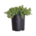 2.5 Quart Blue Green Low Growing Evergreen Groundcover Shrub Y842