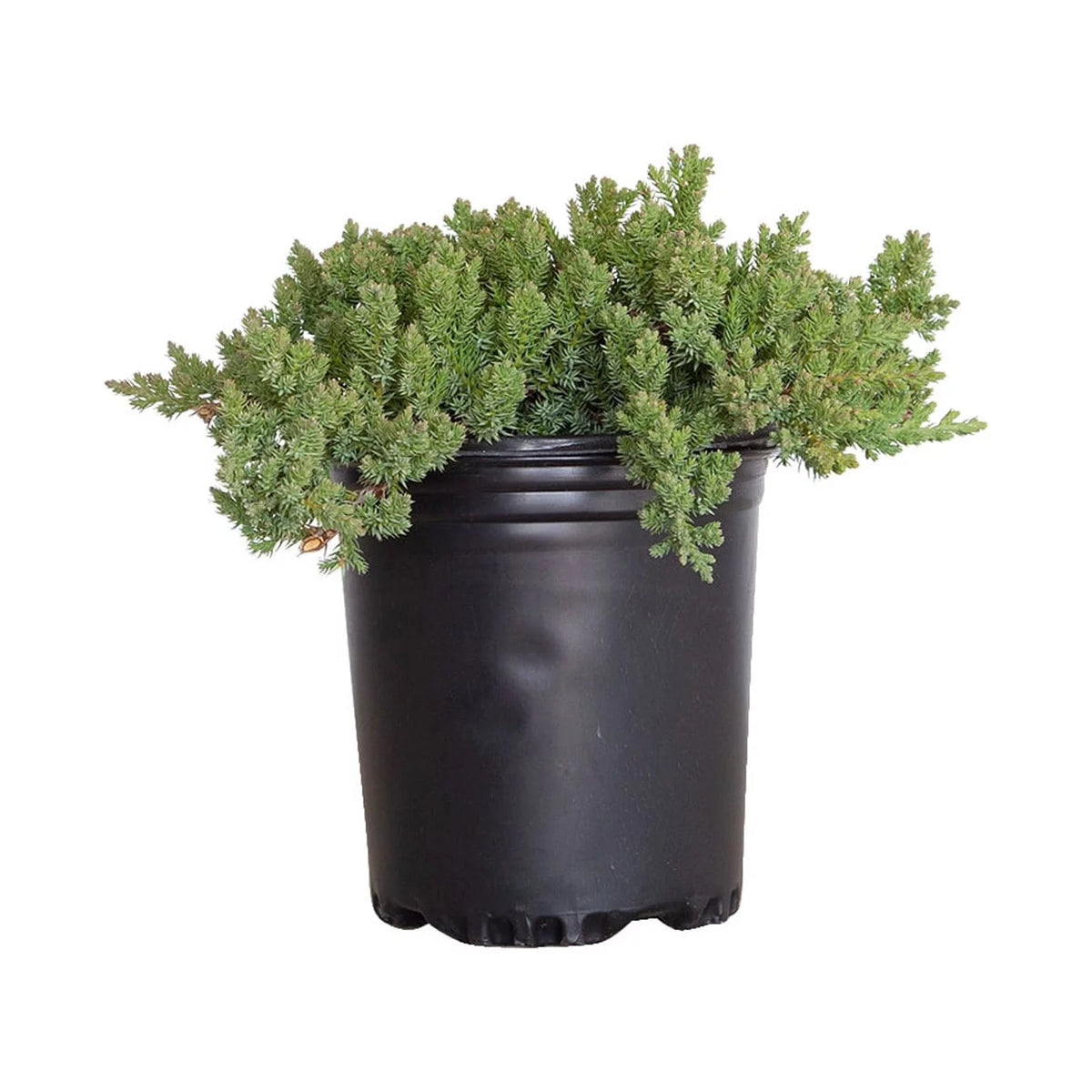 2.5 Quart Blue Green Low Growing Evergreen Groundcover Shrub Y842