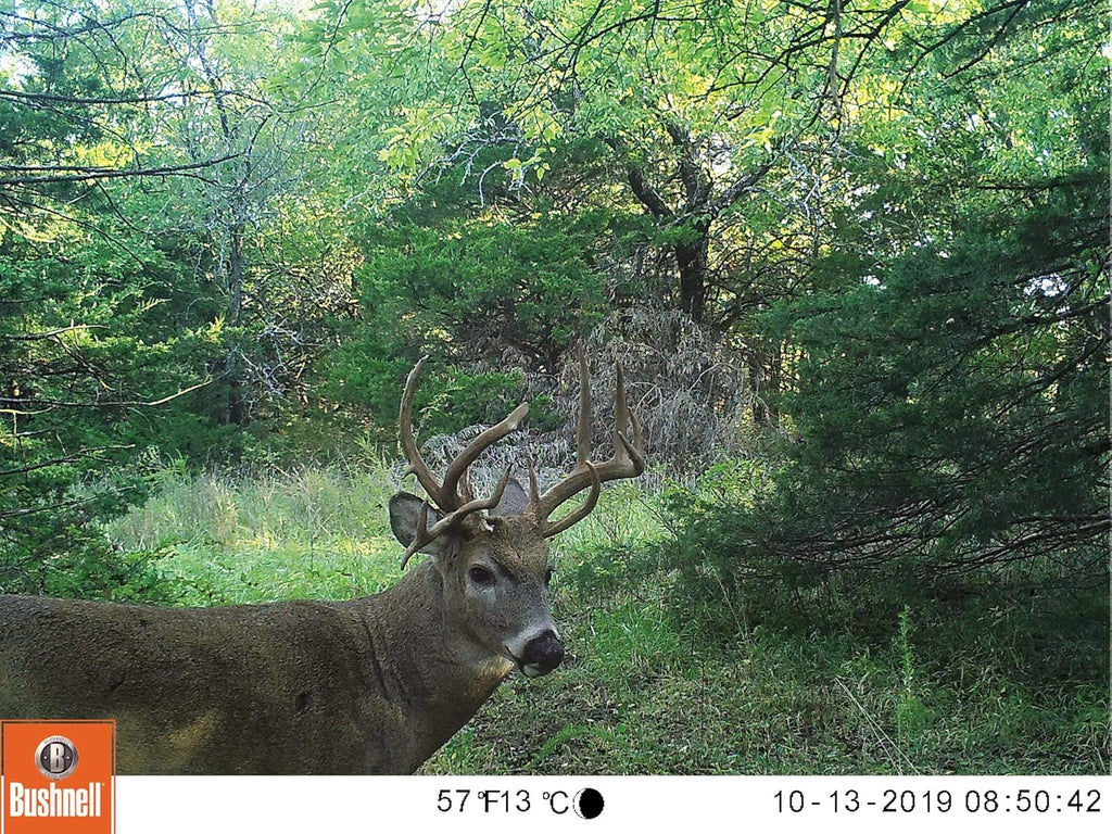 Trail Camera 20MP HD L469