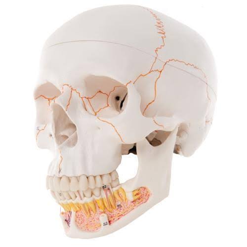 Classic Human Skull Model, Opened Lower Jaw T846