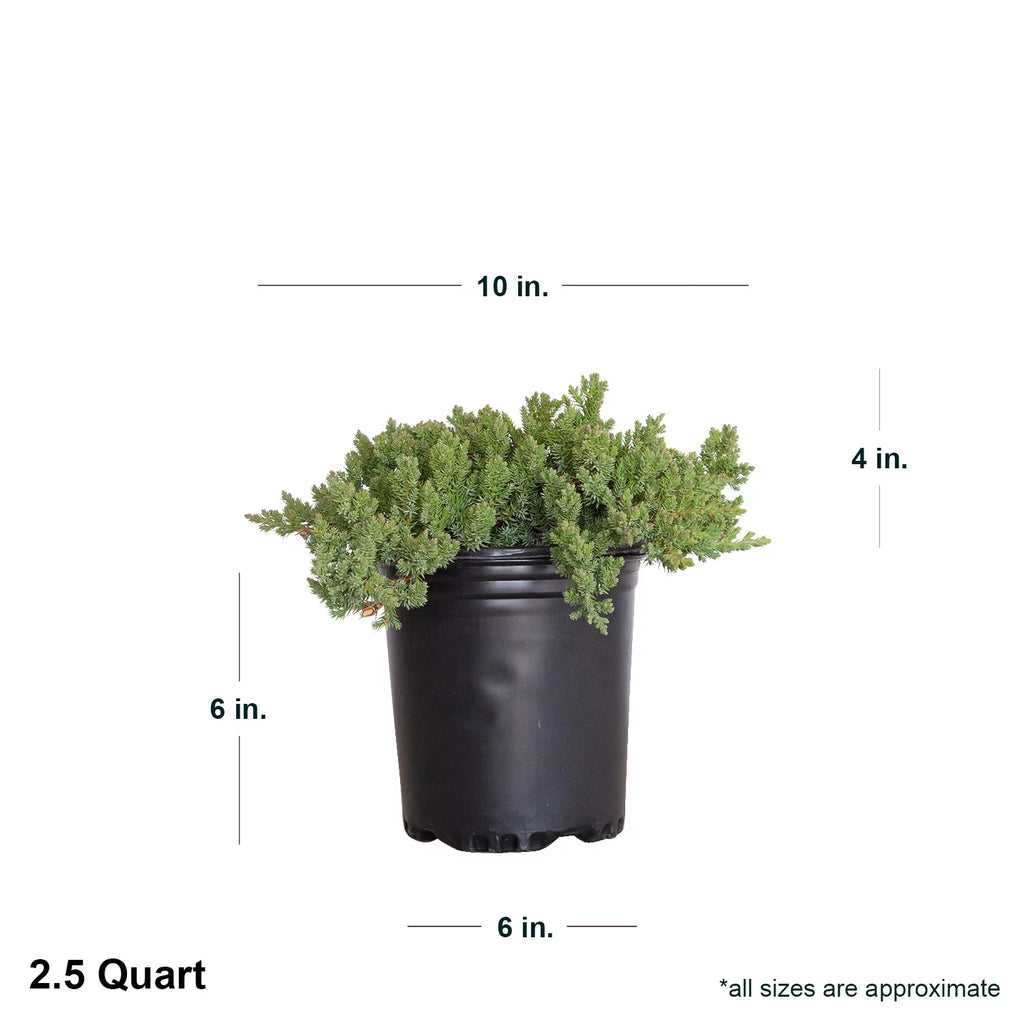 2.5 Quart Blue Green Low Growing Evergreen Groundcover Shrub Y842