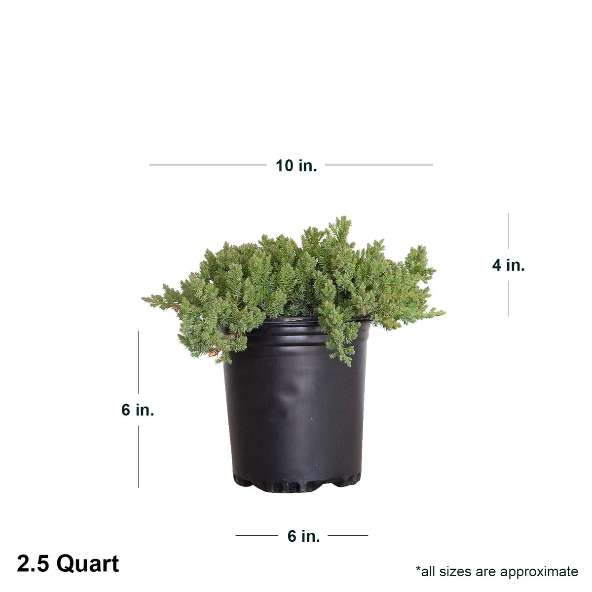 2.5 Quart Blue Green Low Growing Evergreen Groundcover Shrub Y842