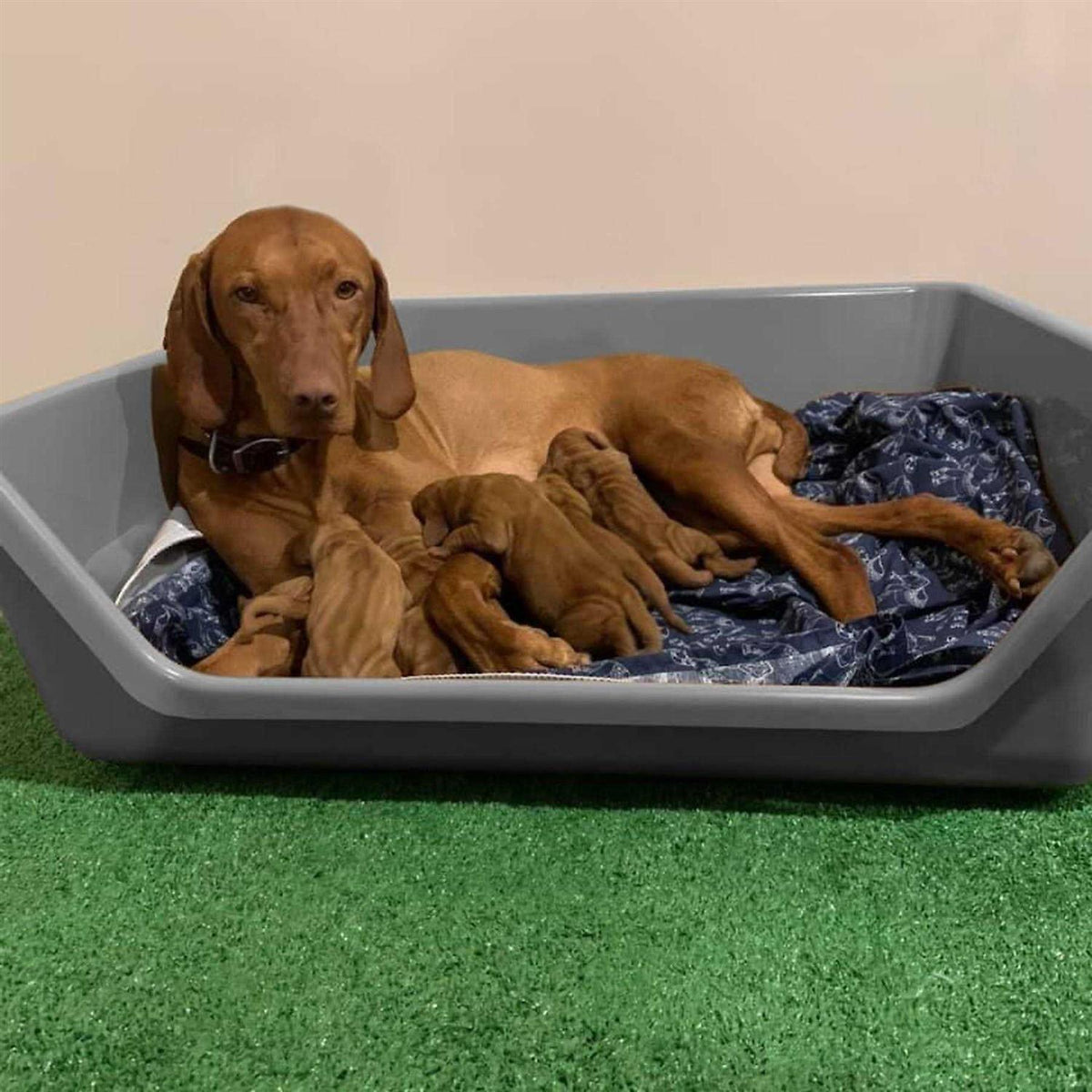 Whelping Dog Box F79973