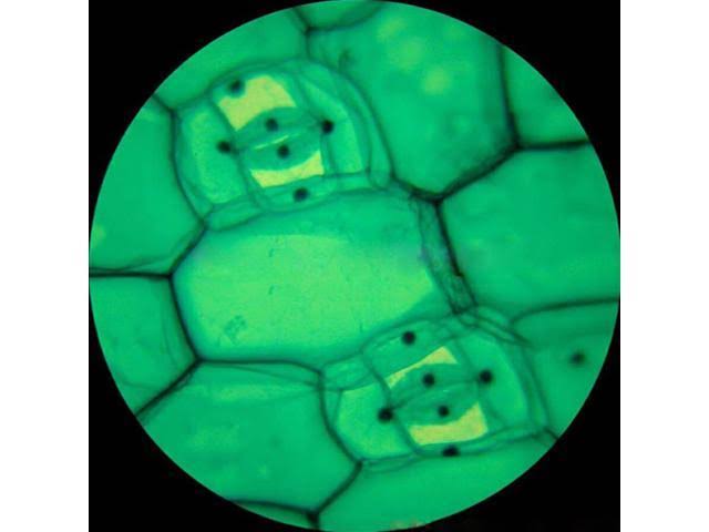 40X-640X Metal Body Glass Lens Student Microscope with ABS Case F201