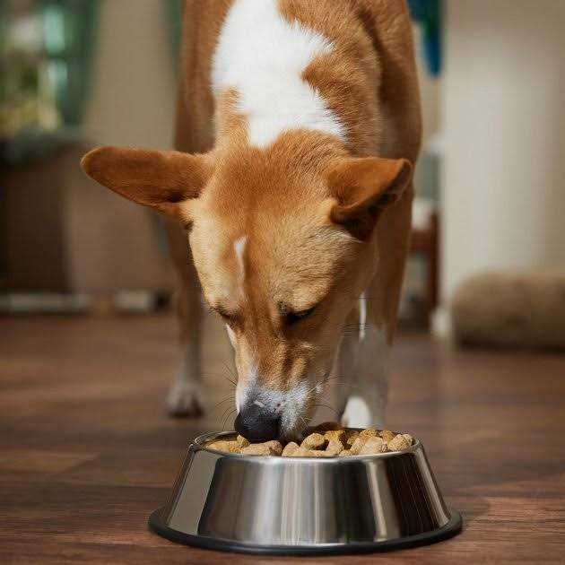 Freeze-Dried Beef Dog Food G437