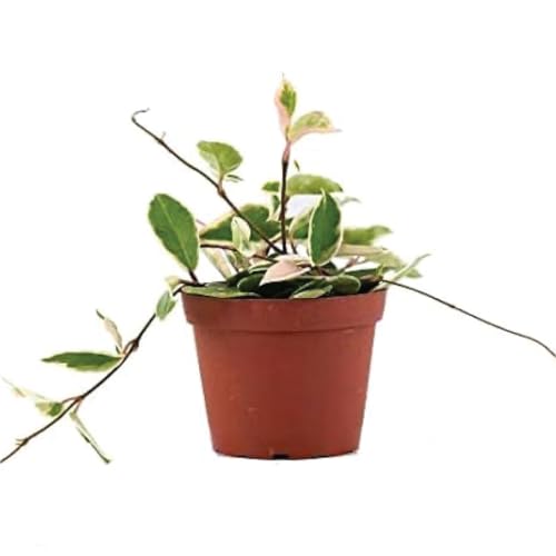 6" Hoya Carnosa Krimson Queen Plant N841