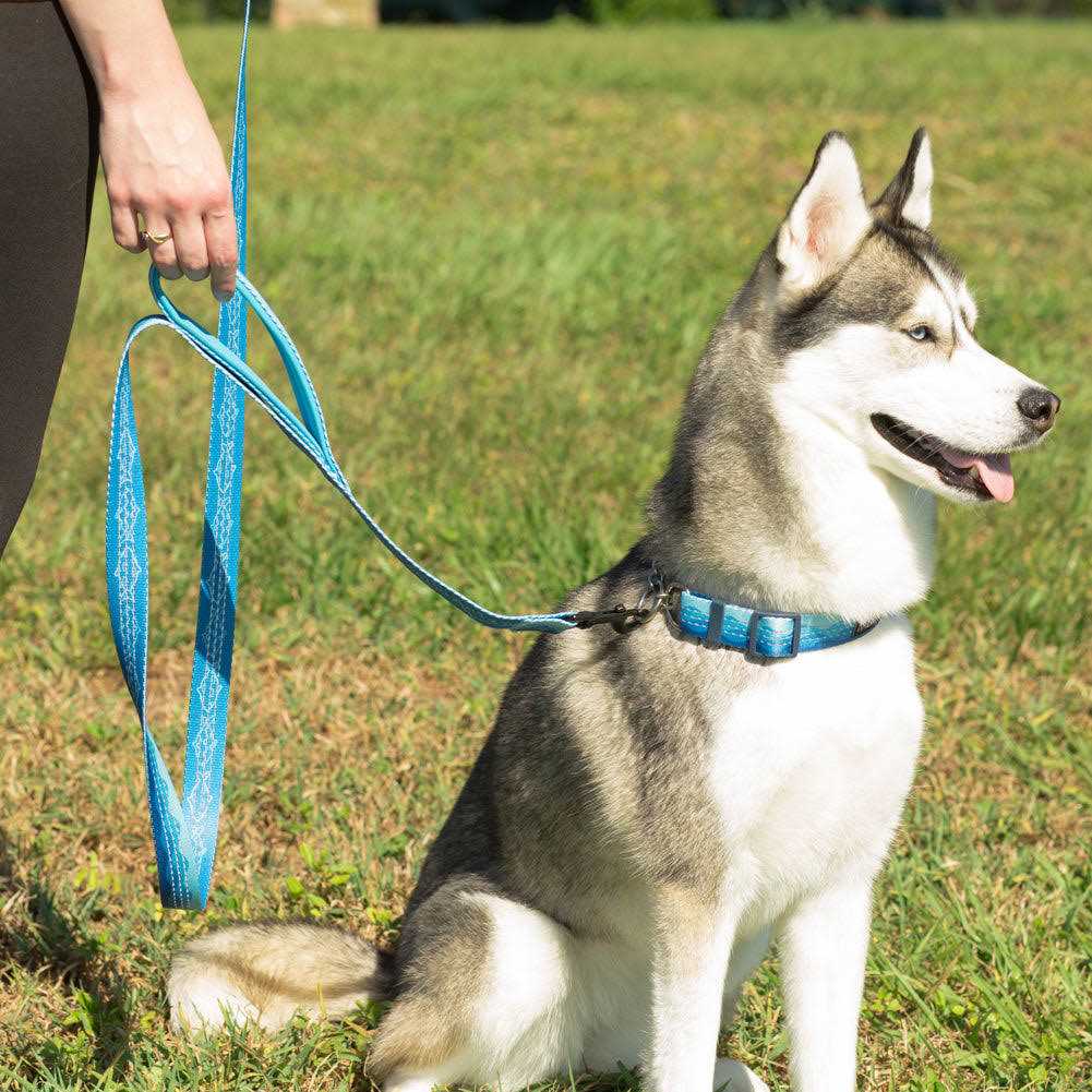 6ft Dog Leash Padded Handle T739180