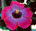 Tropical Hibiscus Starter Plant Bare Root L1115