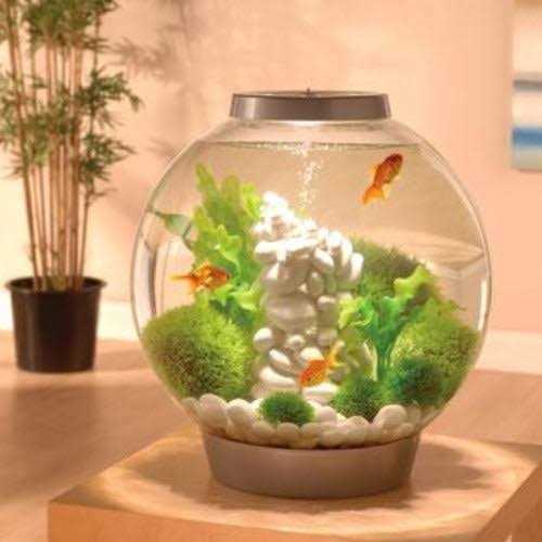 Classic 60 Aquarium with LED G6484