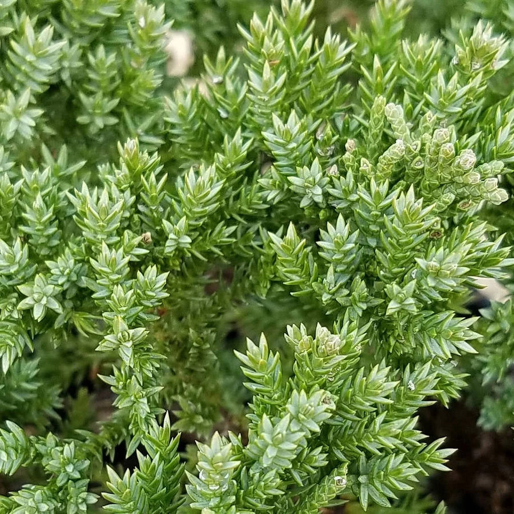 2.5 Quart Blue Green Low Growing Evergreen Groundcover Shrub Y842