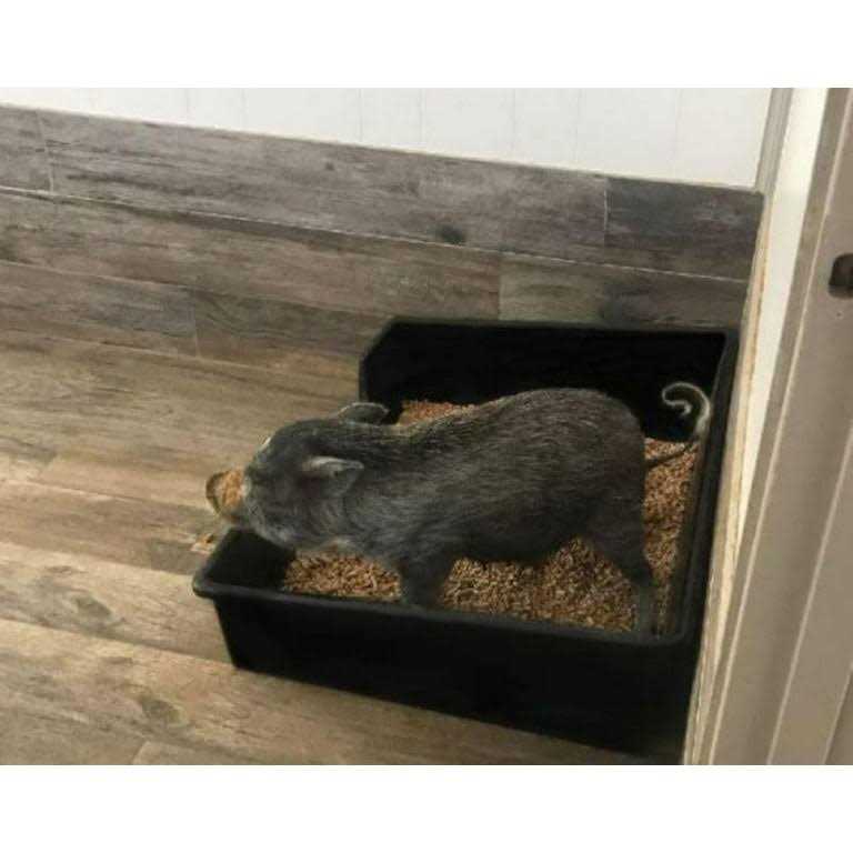 Extra Large Litter Box Z87319