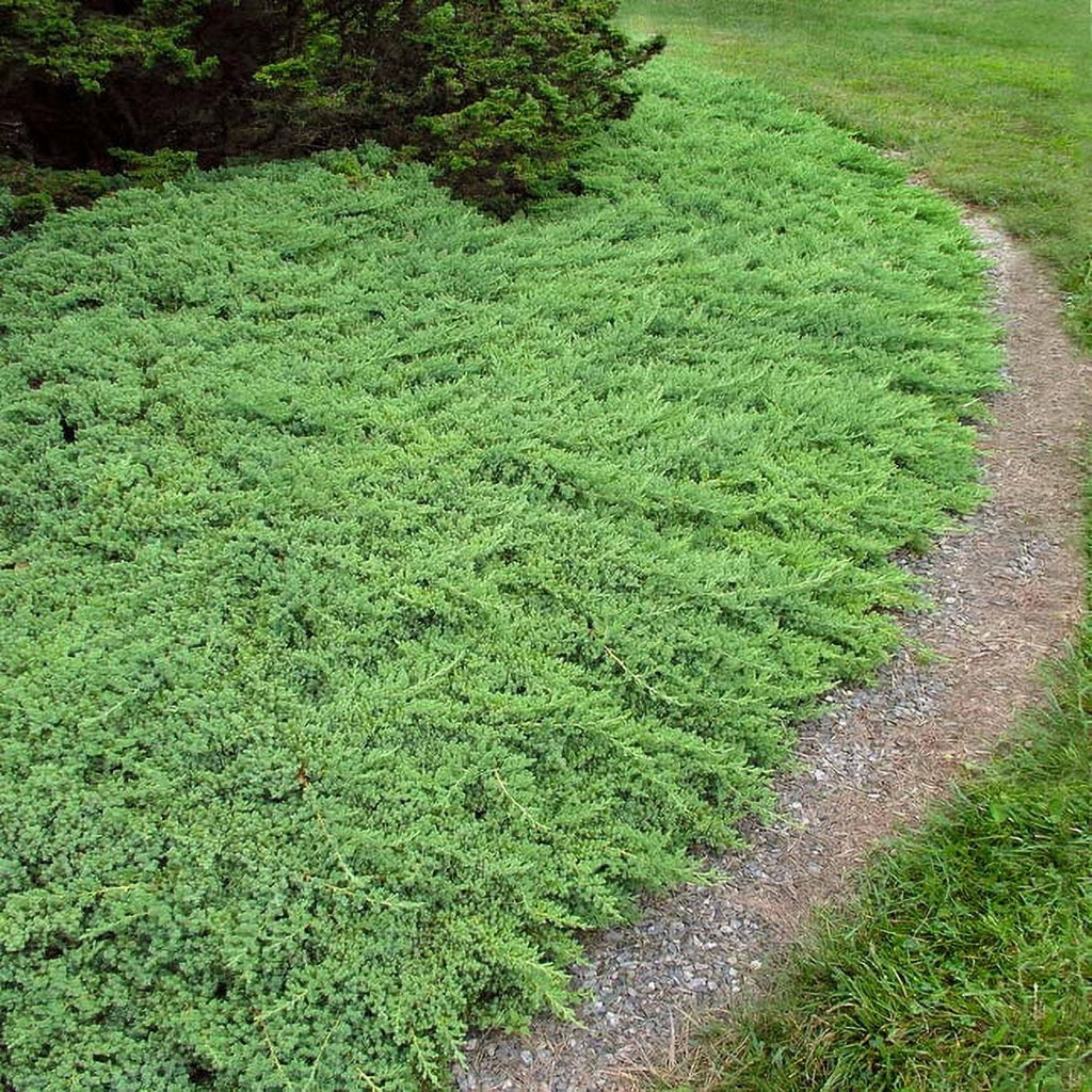 2.5 Quart Blue Green Low Growing Evergreen Groundcover Shrub Y842