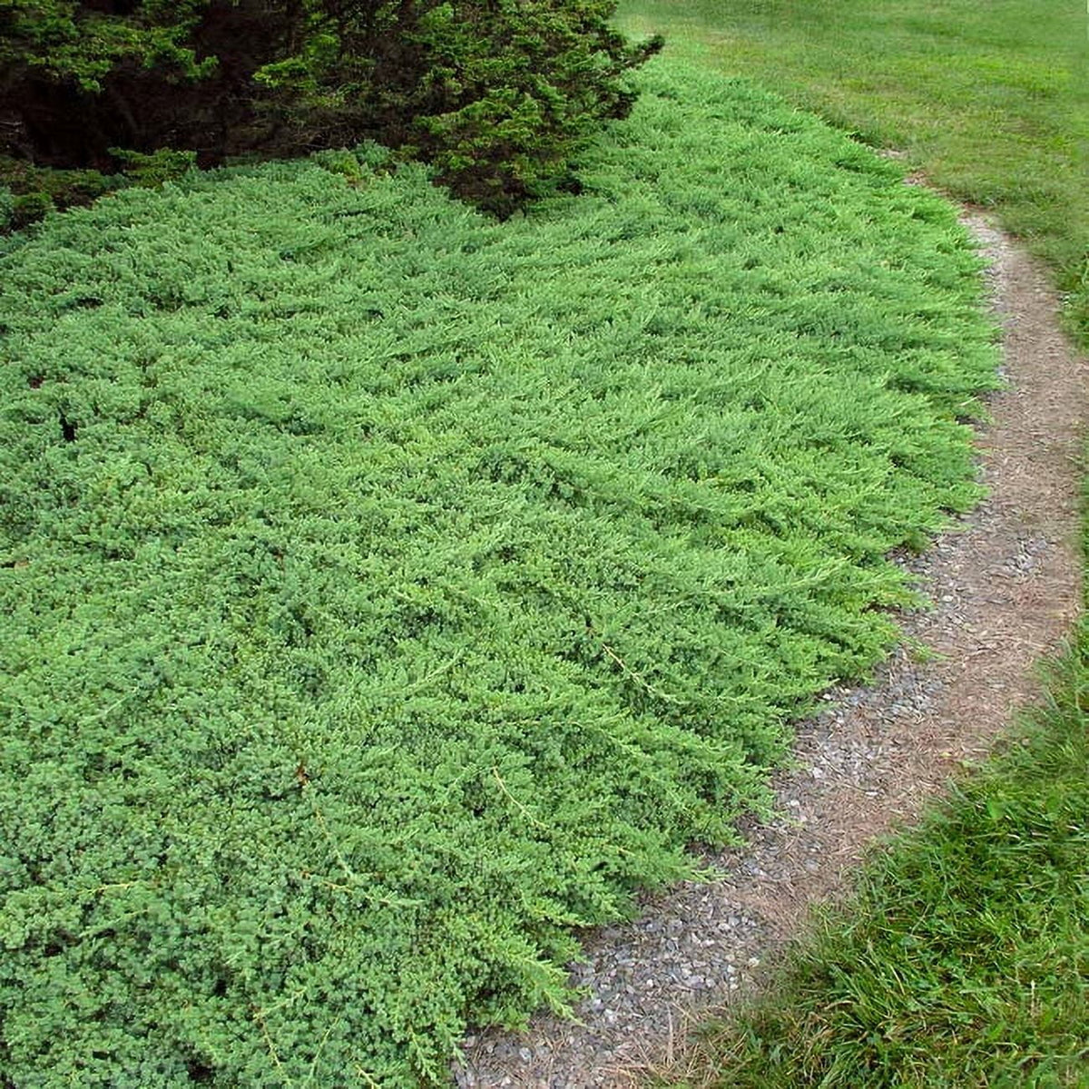 2.5 Quart Blue Green Low Growing Evergreen Groundcover Shrub Y842